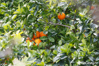 Zrající pomeranče